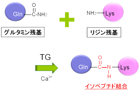 グルタミナーゼ トランス